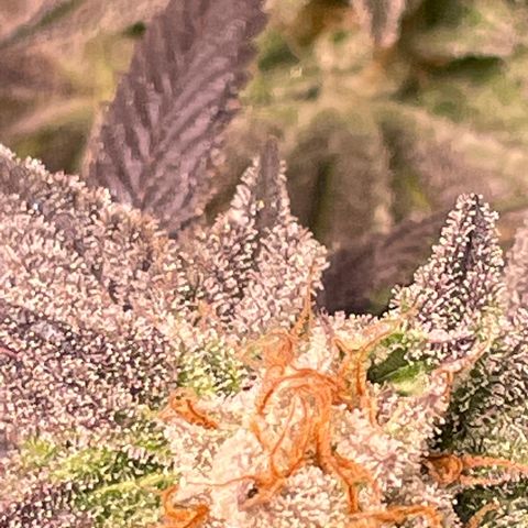 Mint Orbit #2 growlog timeline photo