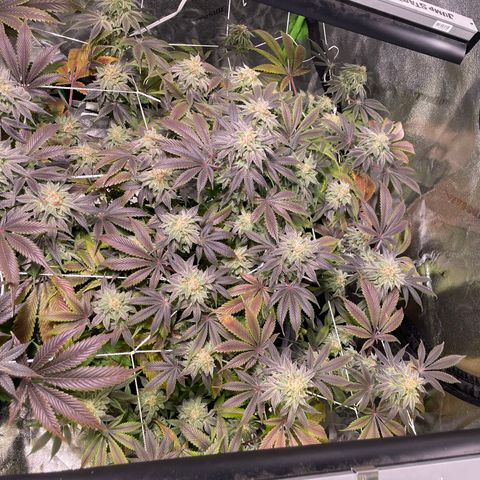 Mint Orbit #2 growlog timeline photo