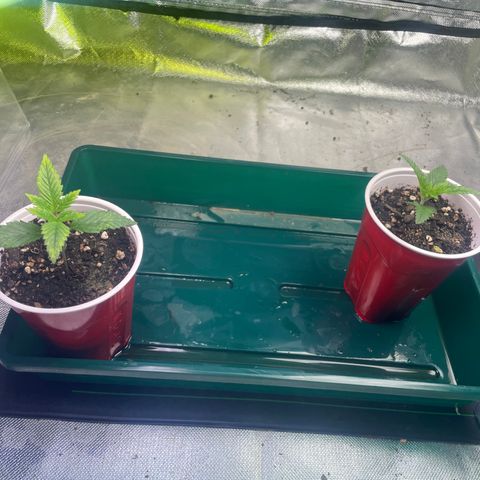 Mint Orbit #2 growlog timeline photo