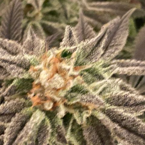 Mint Orbit #2 growlog timeline photo