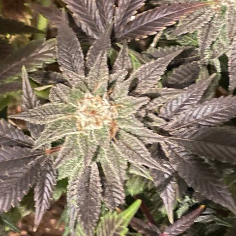 Mint Orbit #2 growlog timeline photo