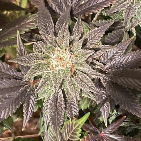 Mint Orbit #2 growlog timeline photo