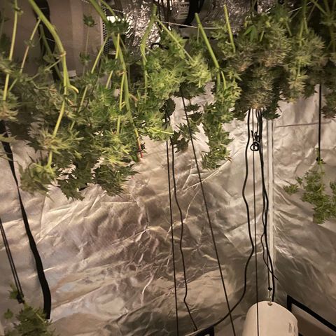 Mint Orbit #2 growlog timeline photo
