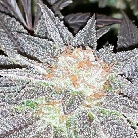 Mint Orbit #2 growlog timeline photo