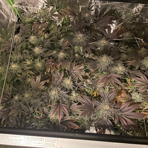 Mint Orbit #2 growlog timeline photo