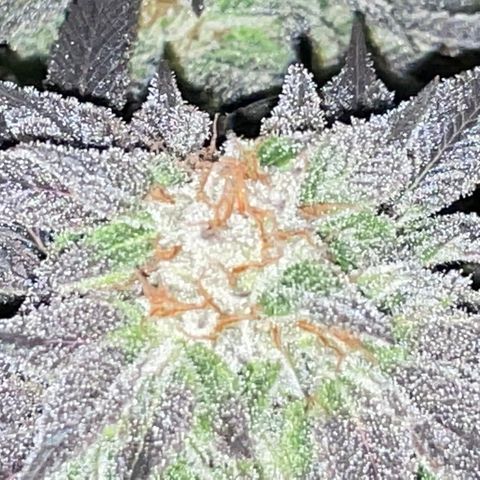 Mint Orbit #2 growlog timeline photo