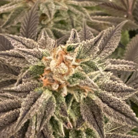 Mint Orbit #2 growlog timeline photo