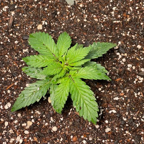 Mint Orbit #2 growlog timeline photo