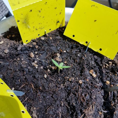 Quick One 2 growlog timeline photo