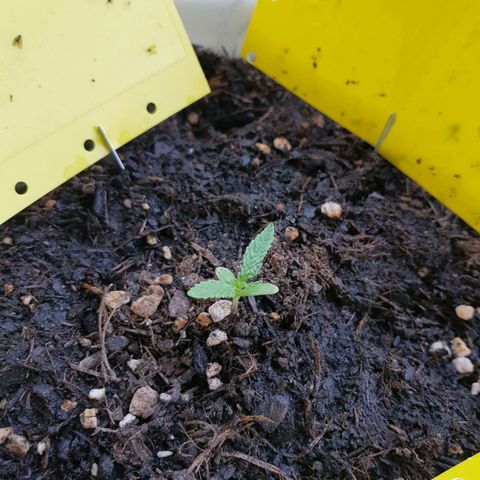 Quick One 2 growlog timeline photo