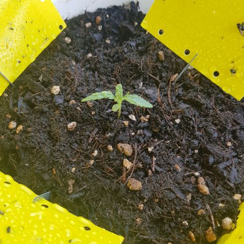 Quick One 2 growlog timeline photo