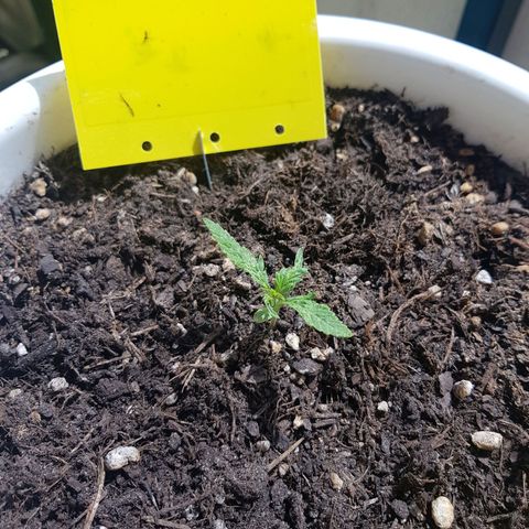 Quick One 2 growlog timeline photo