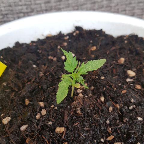 Quick One 2 growlog timeline photo