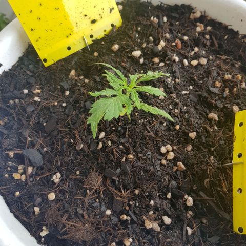 Quick One 2 growlog timeline photo