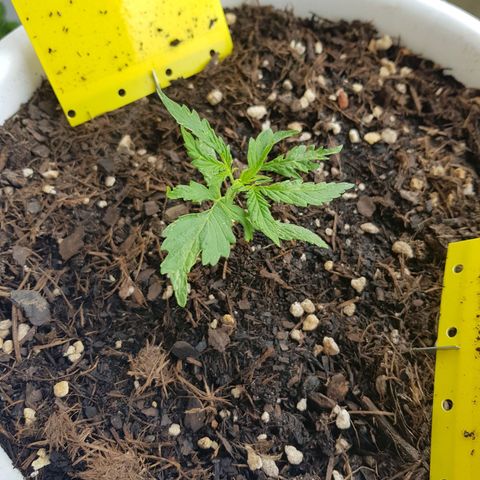 Quick One 2 growlog timeline photo