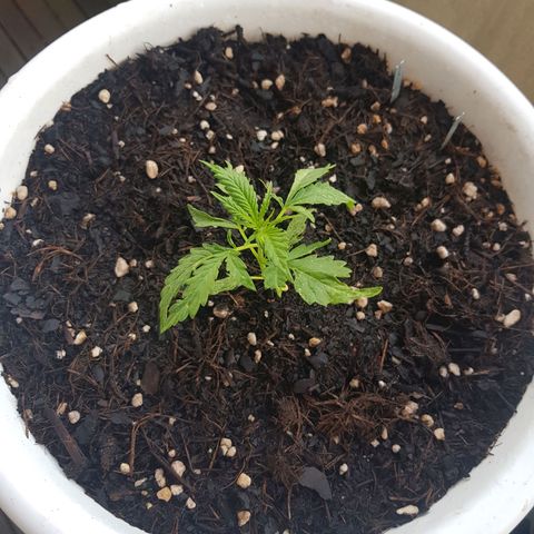 Quick One 2 growlog timeline photo