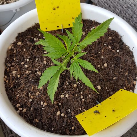 Quick One 2 growlog timeline photo