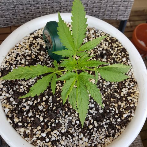 Quick One 2 growlog timeline photo