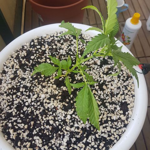 Quick One 2 growlog timeline photo