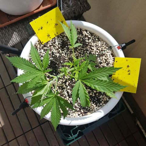 Quick One 2 growlog timeline photo