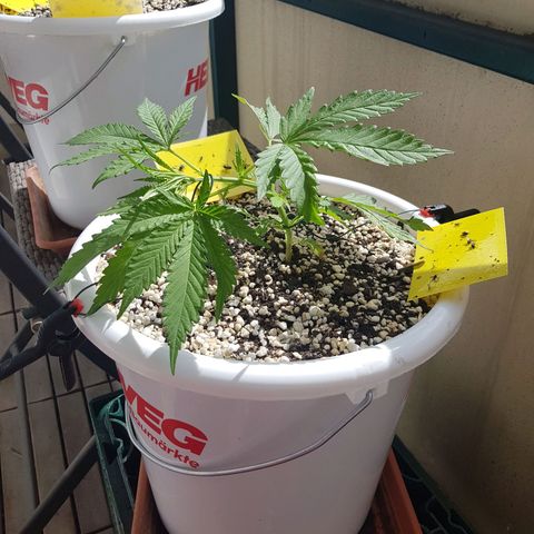Quick One 2 growlog timeline photo