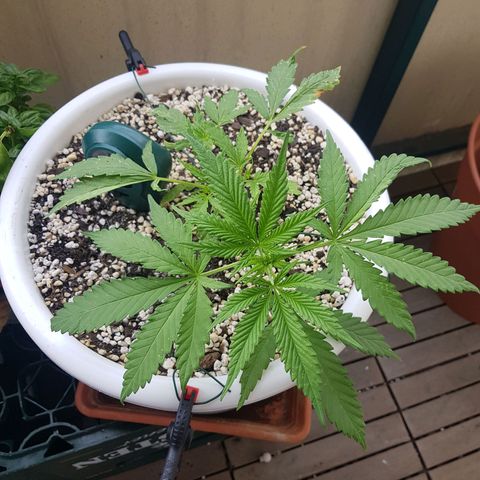 Quick One 2 growlog timeline photo