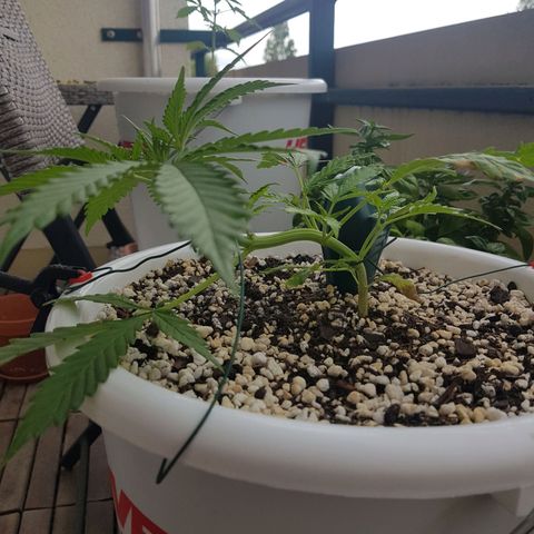 Quick One 2 growlog timeline photo