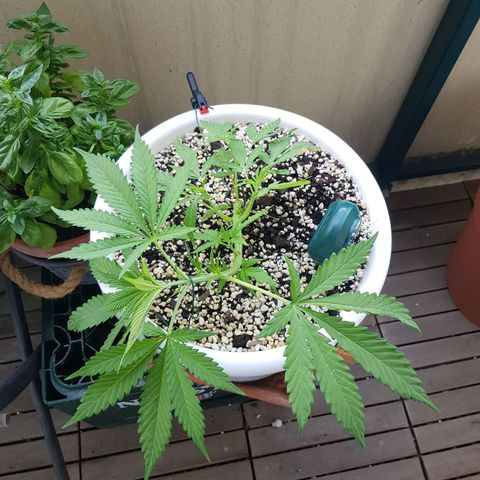Quick One 2 growlog timeline photo