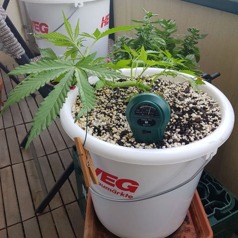 Quick One 2 growlog timeline photo