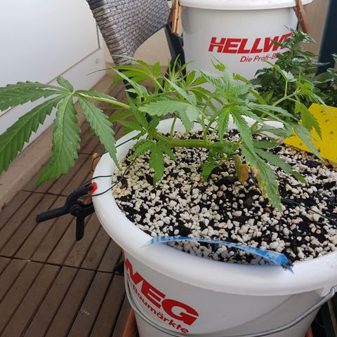 Quick One 2 growlog timeline photo