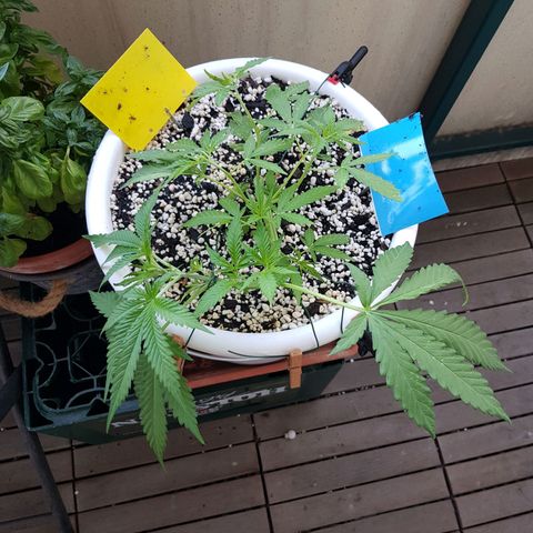 Quick One 2 growlog timeline photo
