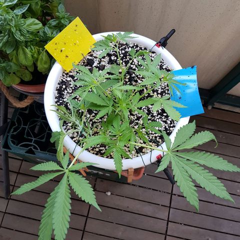 Quick One 2 growlog timeline photo