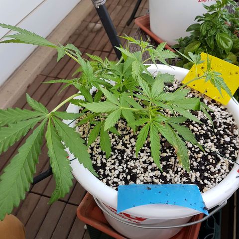 Quick One 2 growlog timeline photo