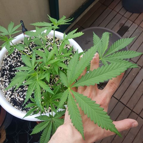 Quick One 2 growlog timeline photo
