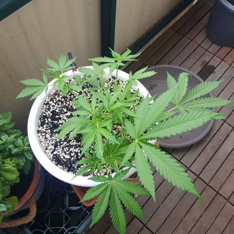 Quick One 2 growlog timeline photo