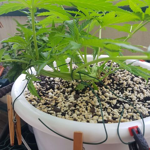 Quick One 2 growlog timeline photo