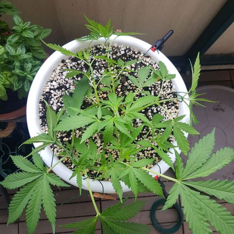 Quick One 2 growlog timeline photo