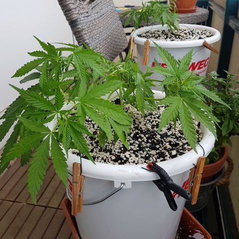 Quick One 2 growlog timeline photo
