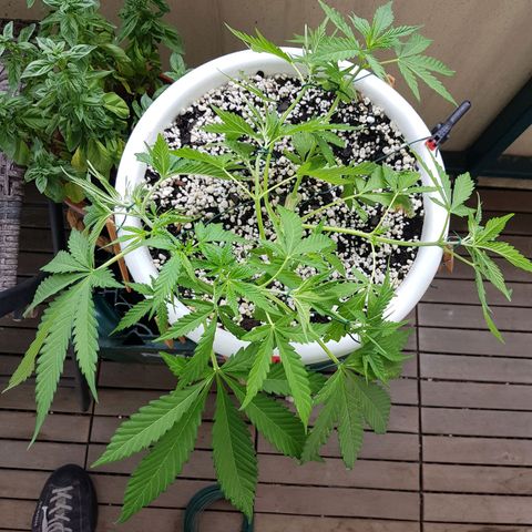 Quick One 2 growlog timeline photo