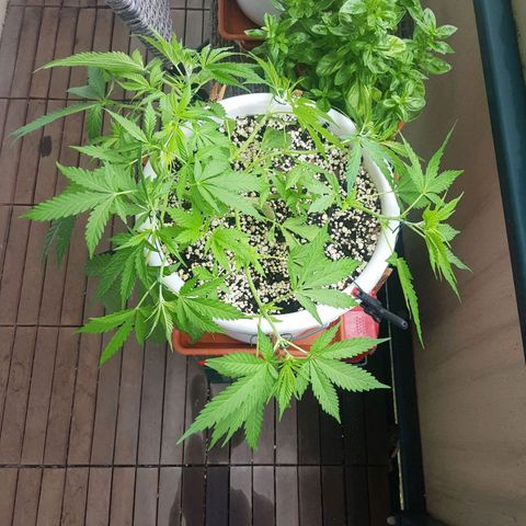 Quick One 2 growlog timeline photo
