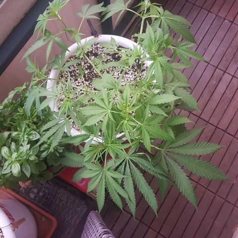 Quick One 2 growlog timeline photo