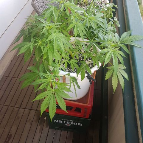 Quick One 2 growlog timeline photo
