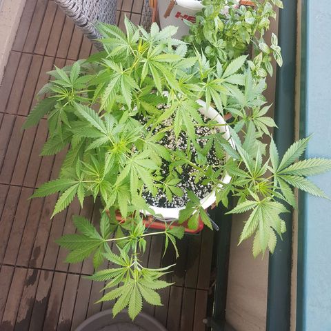 Quick One 2 growlog timeline photo