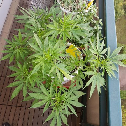 Quick One 2 growlog timeline photo