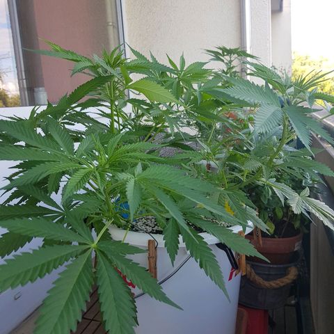 Quick One 2 growlog timeline photo