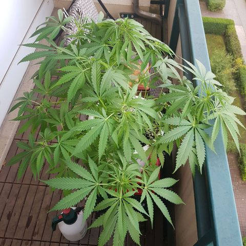 Quick One 2 growlog timeline photo