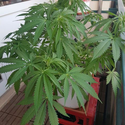 Quick One 2 growlog timeline photo