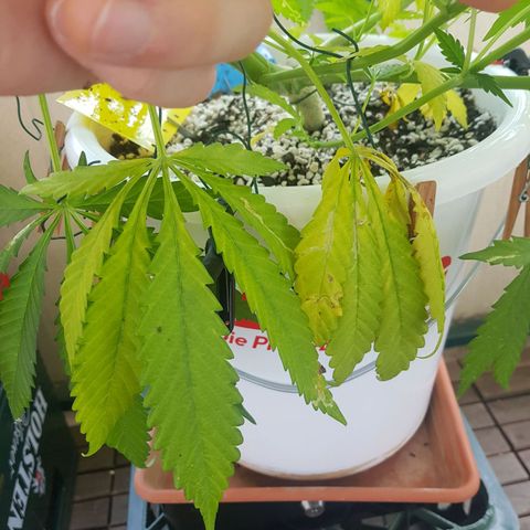Quick One 2 growlog photo: yellow leaves? could just be a lack of water, shes pretty dry