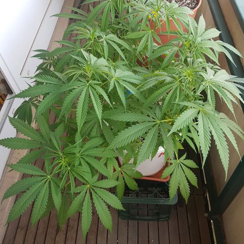 Quick One 2 growlog timeline photo