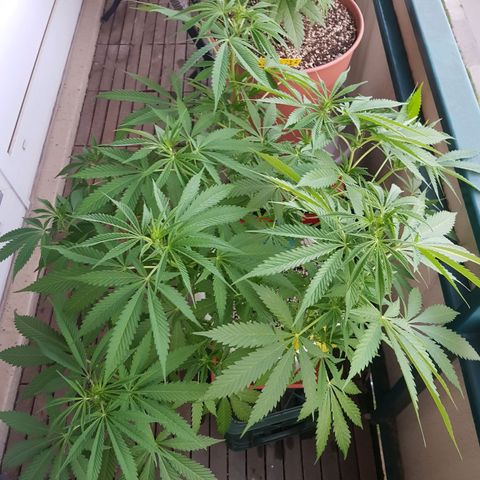 Quick One 2 growlog timeline photo